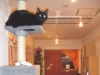 ねこ・JaLaLa