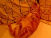 ねこ・JaLaLa